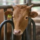 정다운농장 이미지