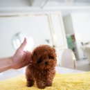 로즈퍼피 티스토리