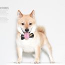 동물사랑애견샵 이미지