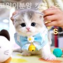 강남 고양이 분양 캣프렌즈 이미지