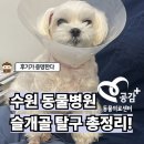 하나동물병원 | 슬개골 탈구 수술 고민 끝! 수원 동물병원 방문 후기 총정리