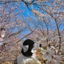 남창문구점 | [ 울산 울주 ] 서생포왜성 :: 부산근교 알려지지않은 벚꽃명소