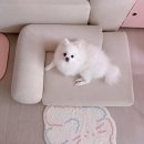 몽이펫 | 몽이의 반트 펫소파 사용 후기