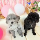 놀러오개 애견유치원 애견호텔 수원세류점 이미지