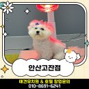 옐레드 애견유치원 & 애견호텔, 미용 안산고잔점 이미지