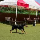 썸바디 독스 이미지