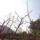 매화숲유치원 이미지