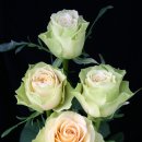 그린뷰티 이미지