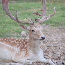 장수녹용 이미지