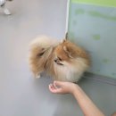 약지애견카페 서창점 이미지