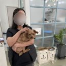 스위티독 이미지