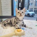 일산고양이분양 라라캣츠 이미지