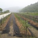 원영농장 이미지