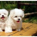 굿모닝 보청기 광주 서구점 이미지