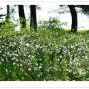 평창 휘닉스파크 이미지