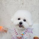 미니애견 티스토리