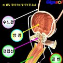 남성이 여성보다 더 오래 살 수 있는데~불알 관리 이미지