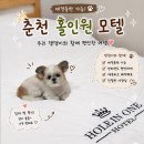 와이모텔 | 🐶 춘천 애견동반 숙소 홀인원모텔 내돈내산 후기 가격 주차까지 솔직후기