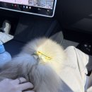 토르스테이 이미지