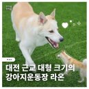 라온 | 대전 근교 단독 대형 강아지운동장 청주 라온 후기