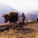 노디목민박 이미지