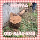 UR(원주시)-[양지로]-상-15 | 천안 큰나무자르기 대형나무벌목 업체