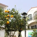 귤낭귤낭 이미지