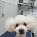 정말귀엽개 이미지