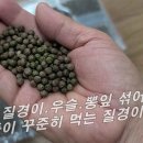 [질경이, 차전초.차전자] 달여먹고,환으로 꾸준히 먹었더니 곧 9순을 바라보는 노모 얼굴이 고와지고 관절염, 골다공증이 서서히 좋아지고 이미지