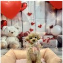 폴링인독 이미지