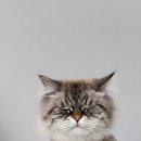 펫홀릭더라이프 이미지