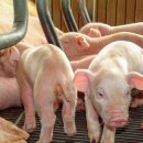 지정농장 이미지