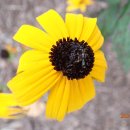 Bull Hill, Hudson Highlands State Park (08/31/24) 이미지