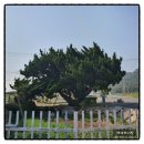 세정민박 이미지