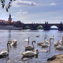 백조민박 이미지