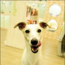 가이아펫 이미지