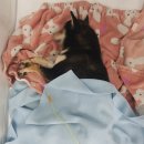 유동물의료센터 이미지