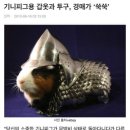 꾸이꾸이 이미지