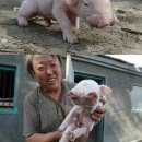 성의농장 2 이미지