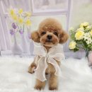 복이네도그살롱 이미지