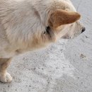 남부여동물병원 | [다친 유기견 구조] 부여군 유기견 구조 남부여동물병원/강아지 수면제,진정제 사용후기
