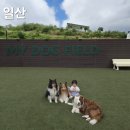 수영장이 있는 마이독필드 애견운동장 대관 후기