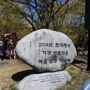 구례 산수유축제 이미지