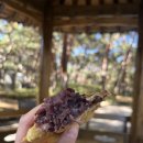 히피스베이글 | 20241106 [서울/도봉]덕성여대 맛집(붕어빵,히피스베이글), 우이동 카페 산아래 내돈내산 후기