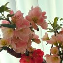 꽃소리BLOSSOM
