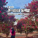 훈식 | 제주도 동백꽃 명소 서귀포 스팟 제주 훈식이네 동백밭 위치 후기