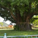 의령 세간리 은행나무 이미지