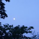 금관사과향기 이미지