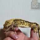 헌드레드게코