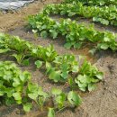 대박농장 이미지